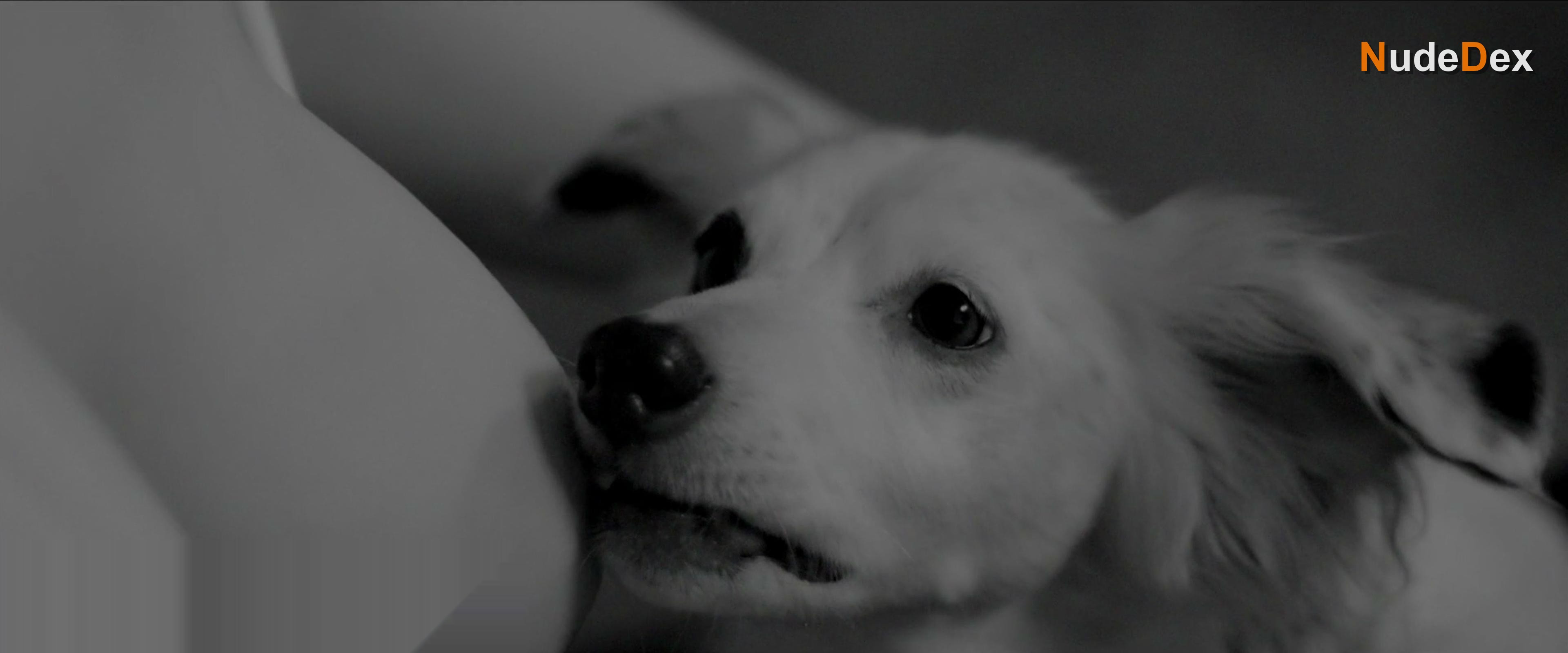 Good Boy in Good Boy, photo 1